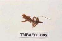 藏品(大蕨苔)的圖片